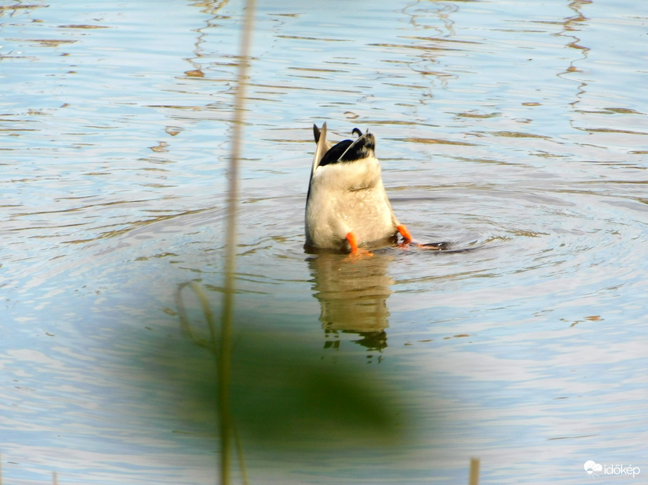még ennyi víz van, lemértem :)