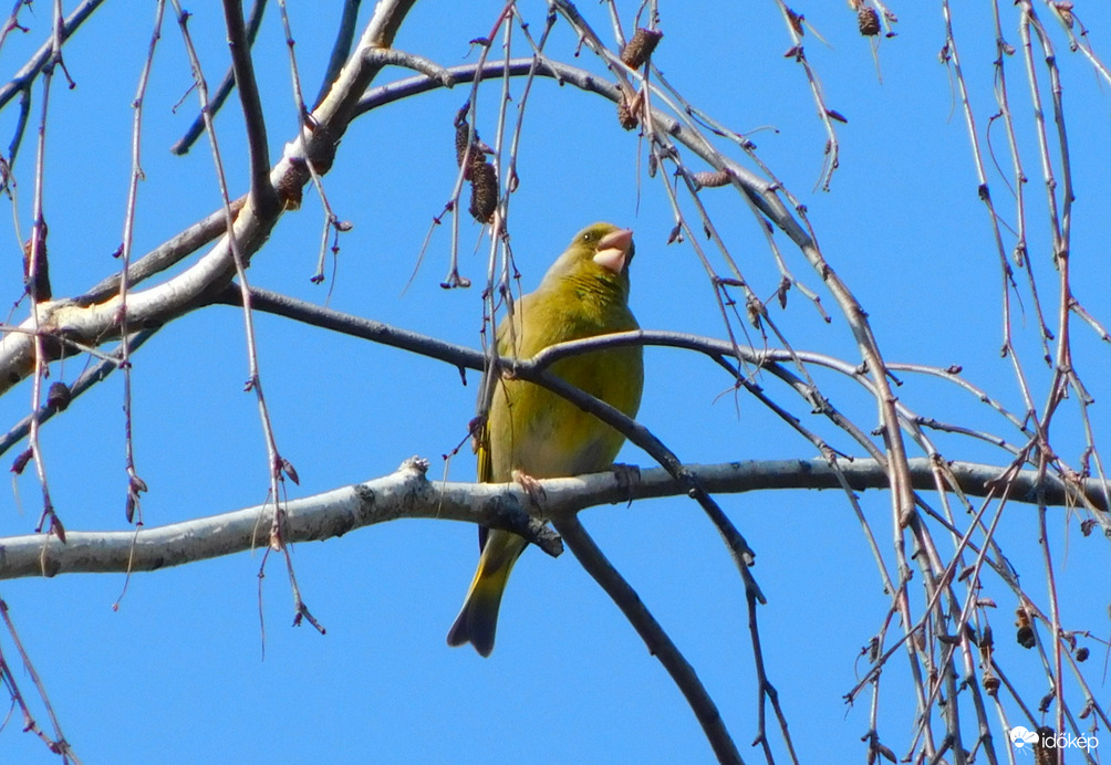 fütyőrésző zöldike