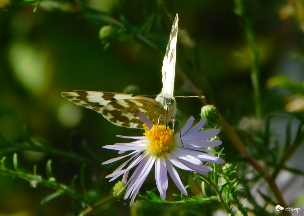 rezeda lepke