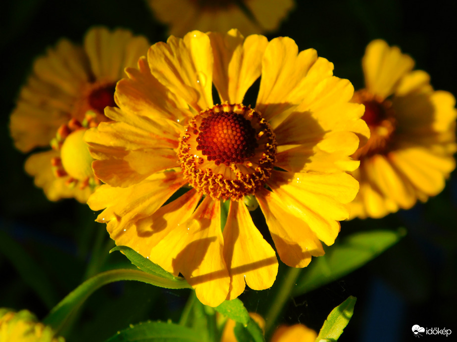 csak fél mm gyenge eső :(