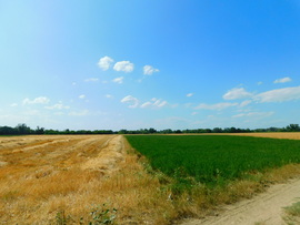 lica fotója