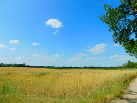 lica fotója