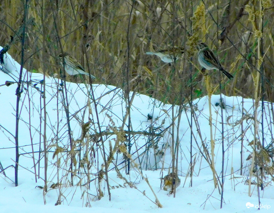 sötét volt, de nádi sármányok