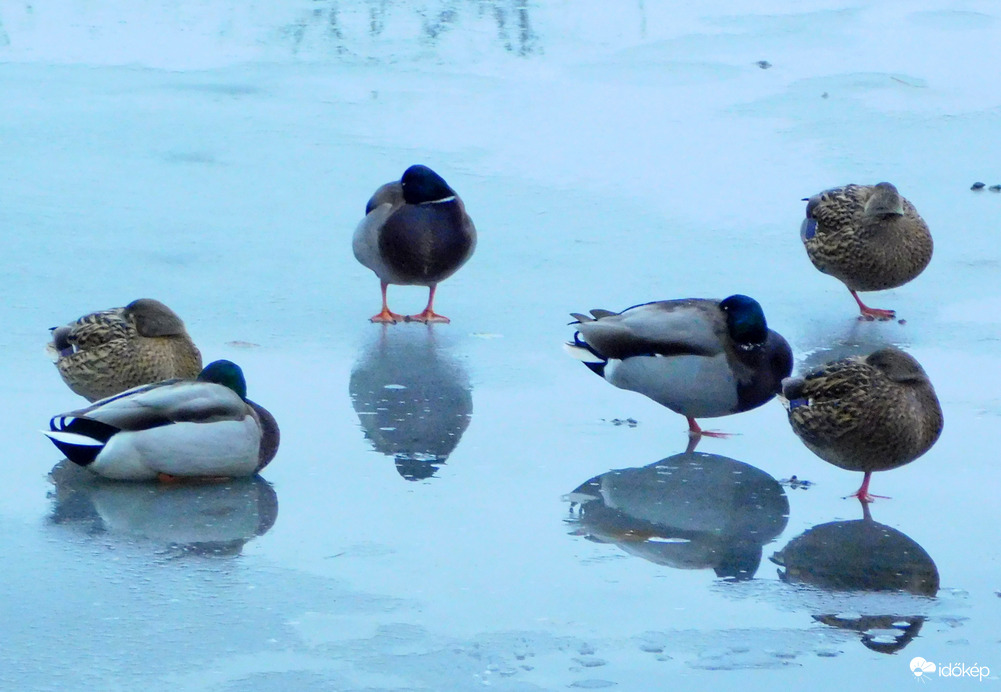 bekómáltak a  kacsák