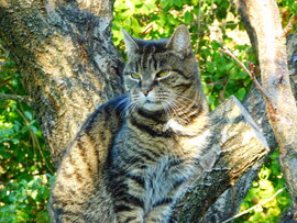 mint a mókus, fenn a fán :)