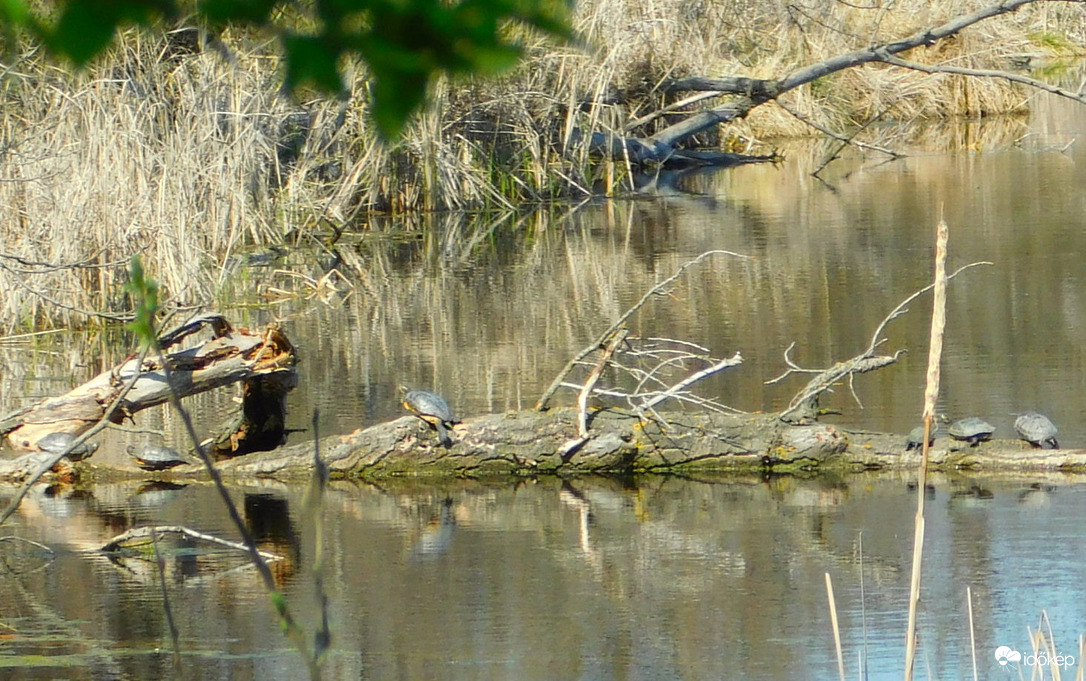 6 napozóból 5 vörösfülű,  :( egy mocsári teknős