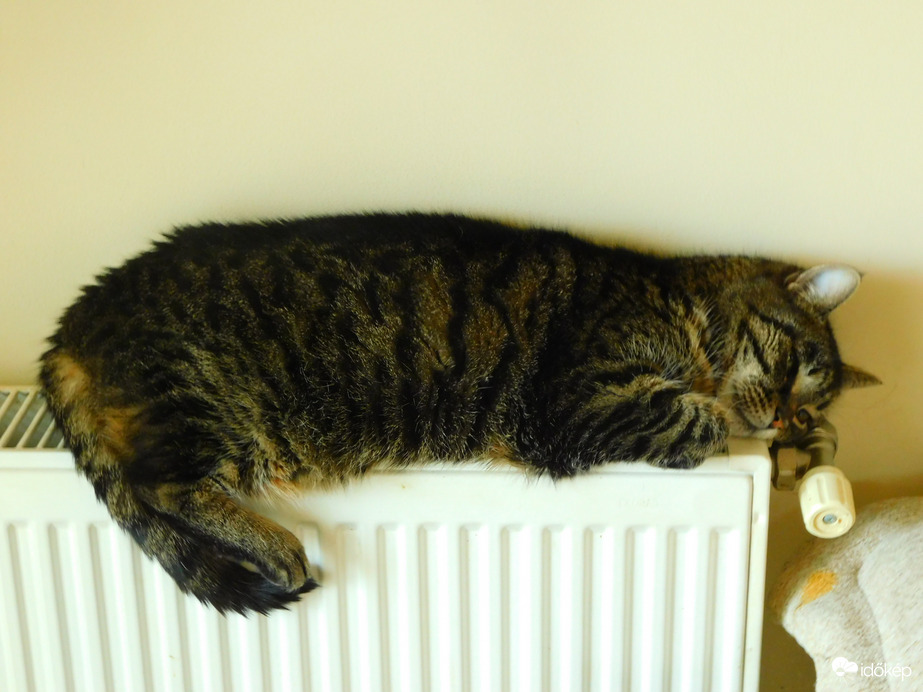 A Macskák Világnapja van :)