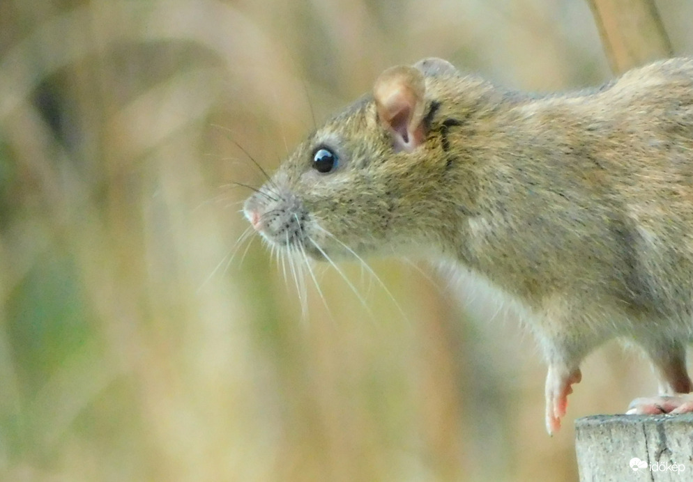 haha, meg ettem az egyik téltemetődet