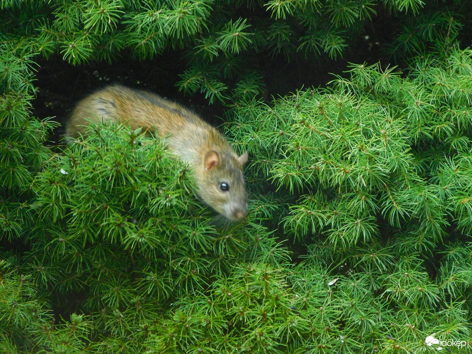 fára mászni jajj de jóó..