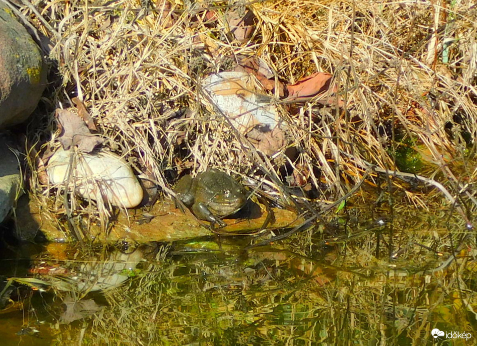 mocsárszínű de előjött a brekk is 