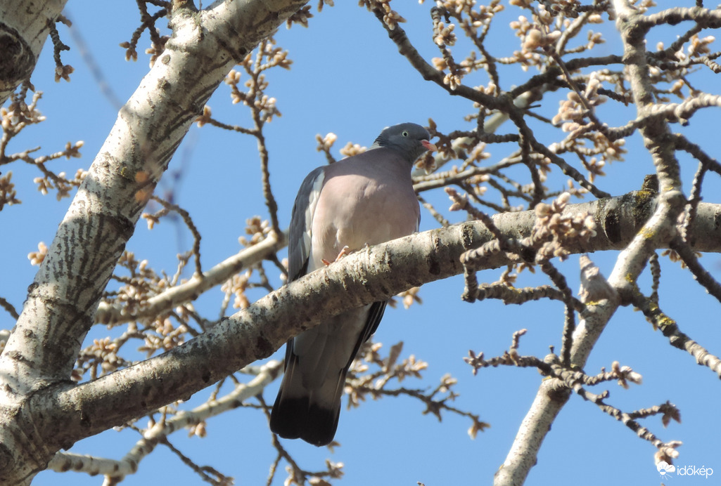 hazajött az örvösgalamb