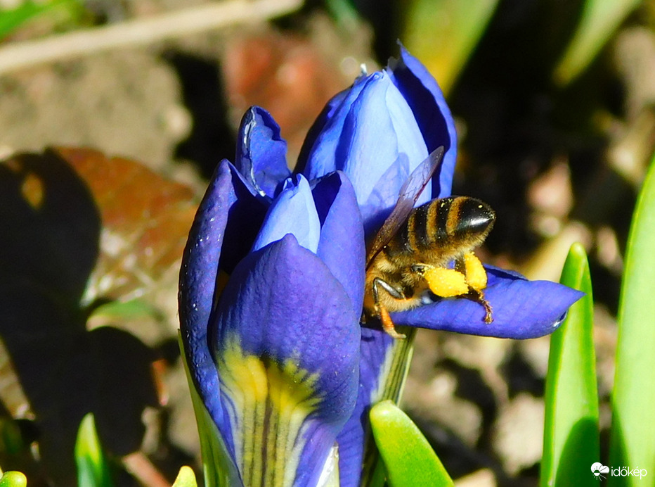 még ki sem nyílt, de máris megtalálta méhuci