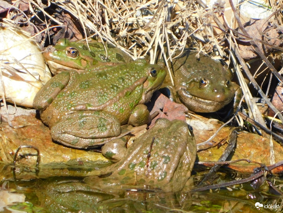 megalakult a kupaktanács :))