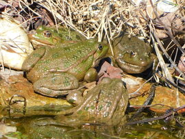 megalakult a kupaktanács :))