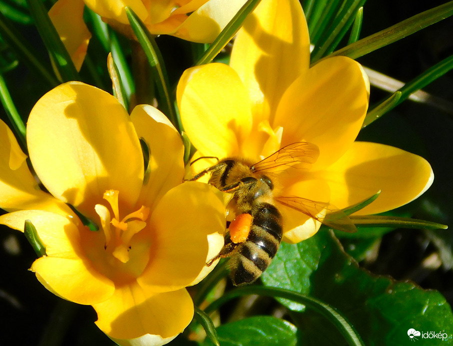 mindenhol méhecskék :)
