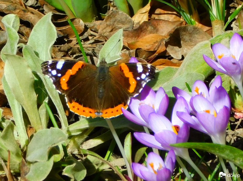 :) tavaszi pillanatok