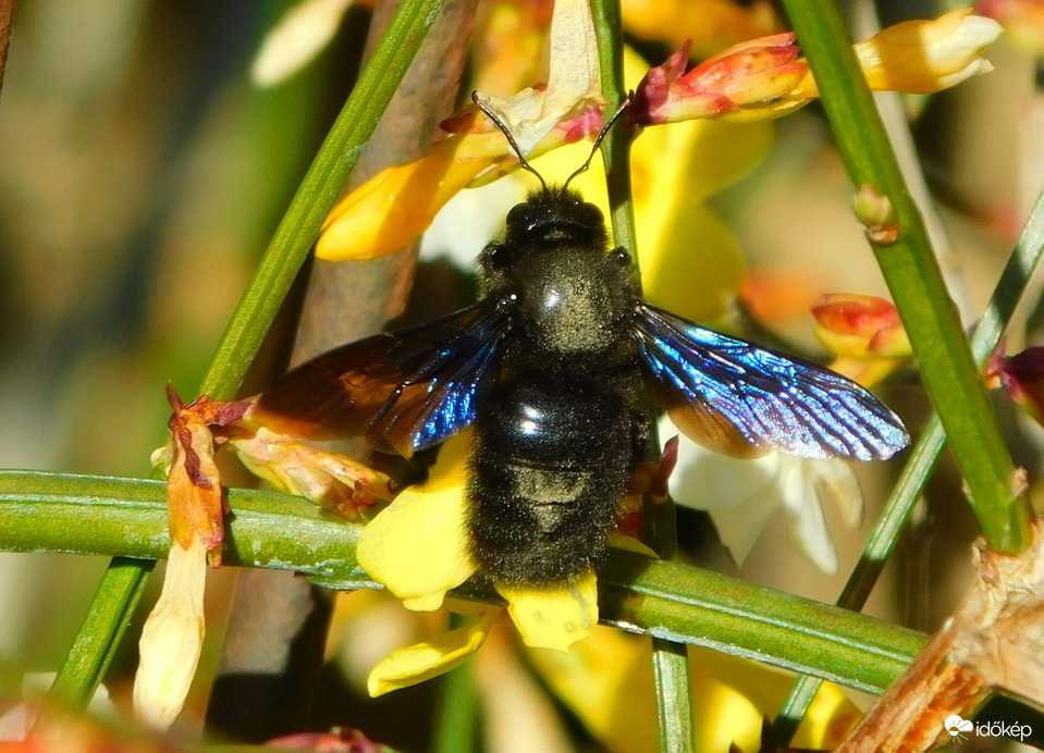 de nehéz volt megcsípni :)