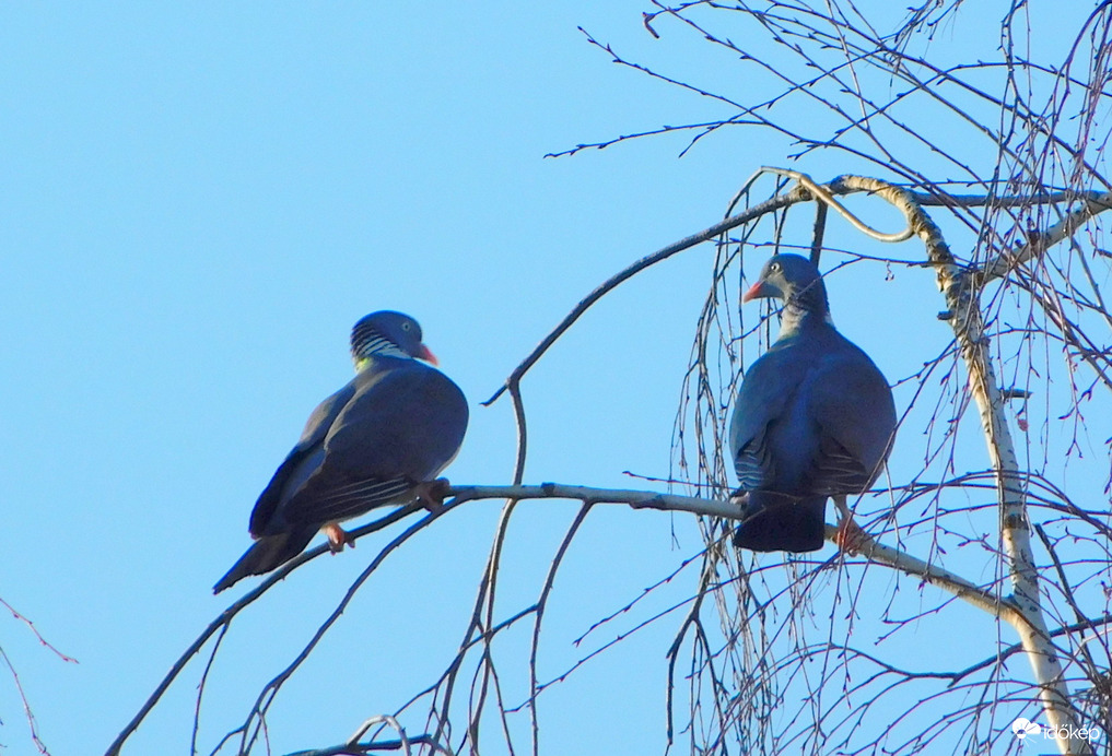 te lennél a párom ??? 