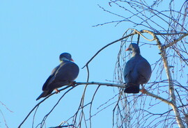 te lennél a párom ??? 