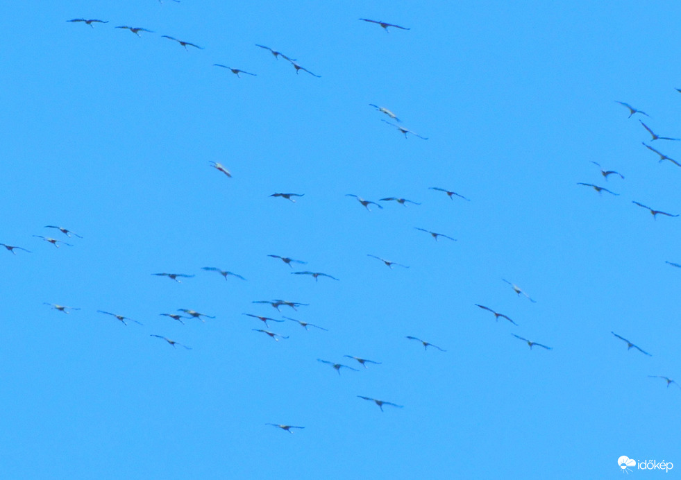 első csapat kerengő daru