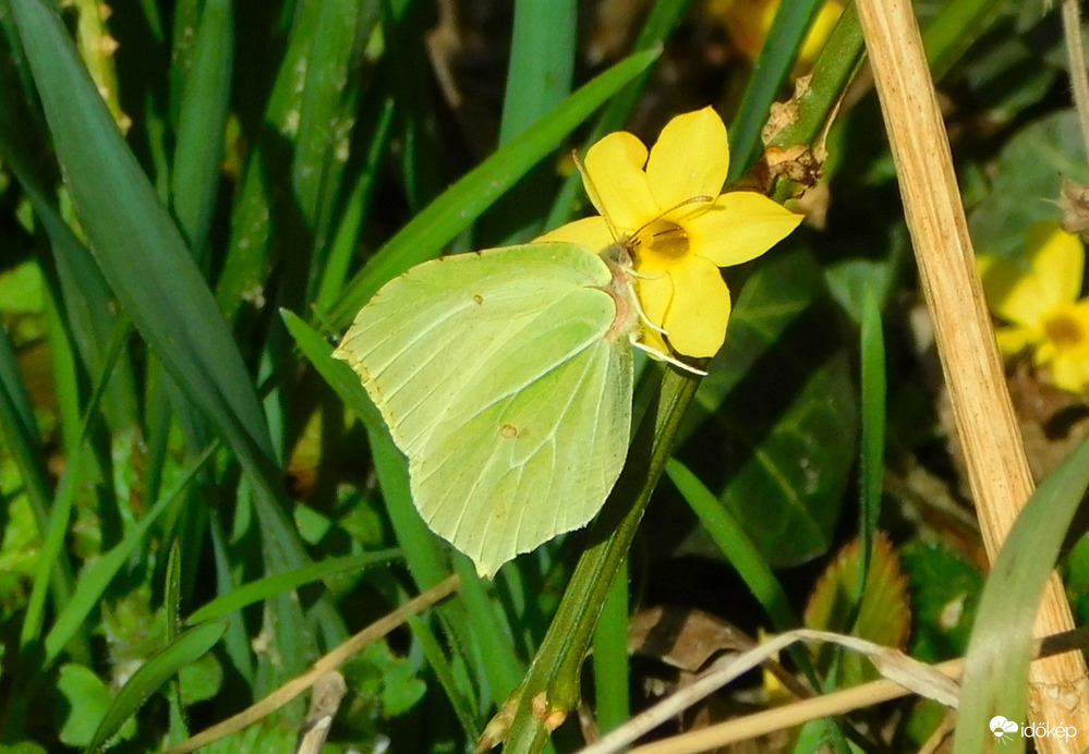 ..és már repült :)