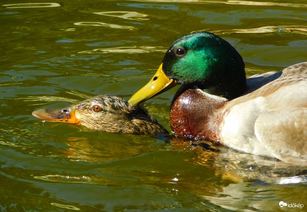 készülnek a kiskacsák 