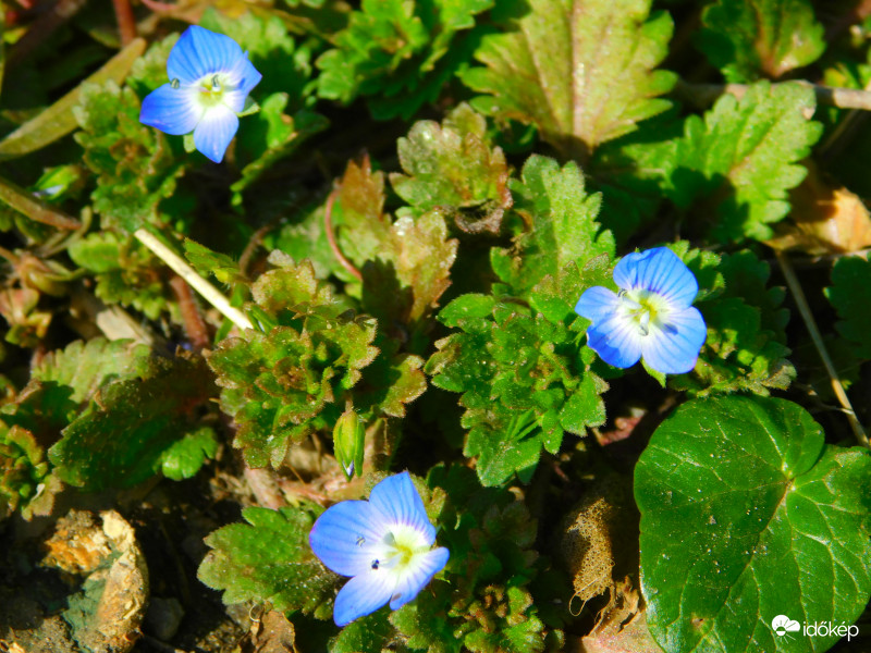 apróságok, de szépek
