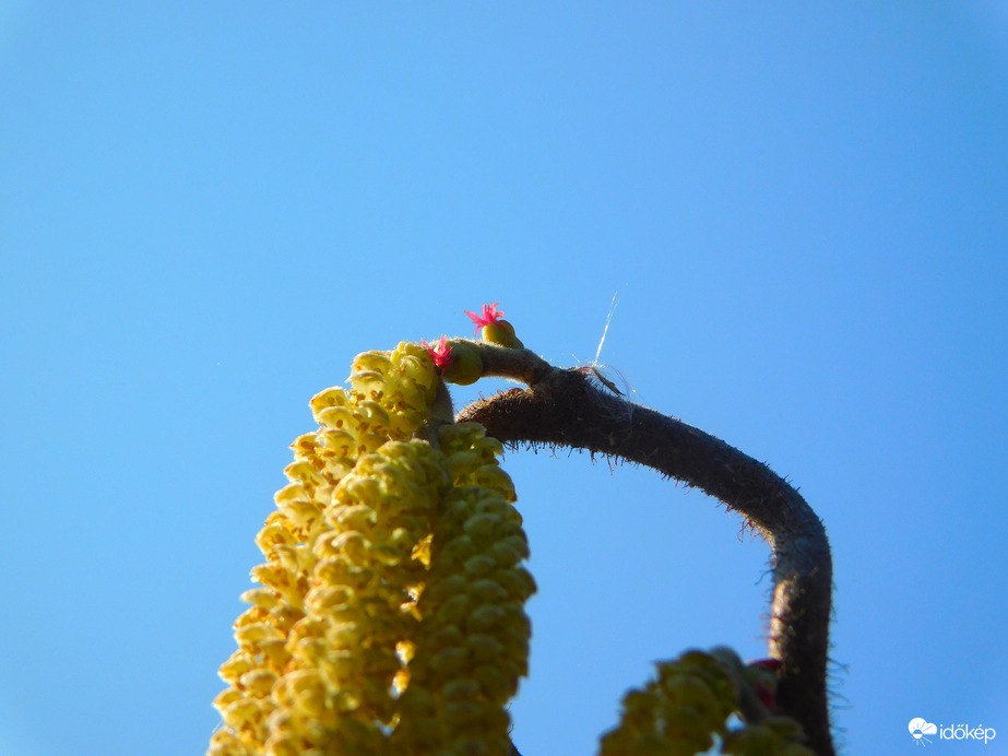 virágzik a mogyoró