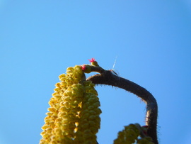 virágzik a mogyoró