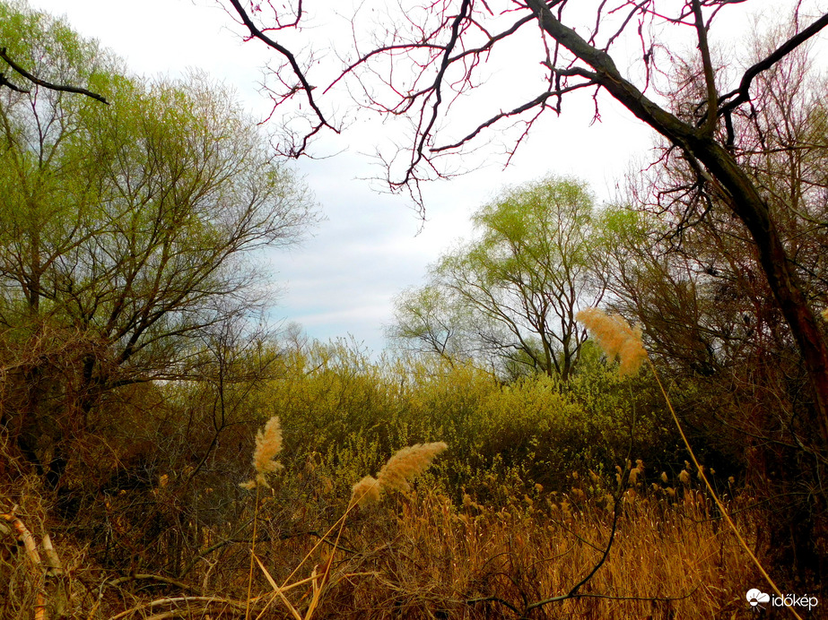 zöldülnek a fák