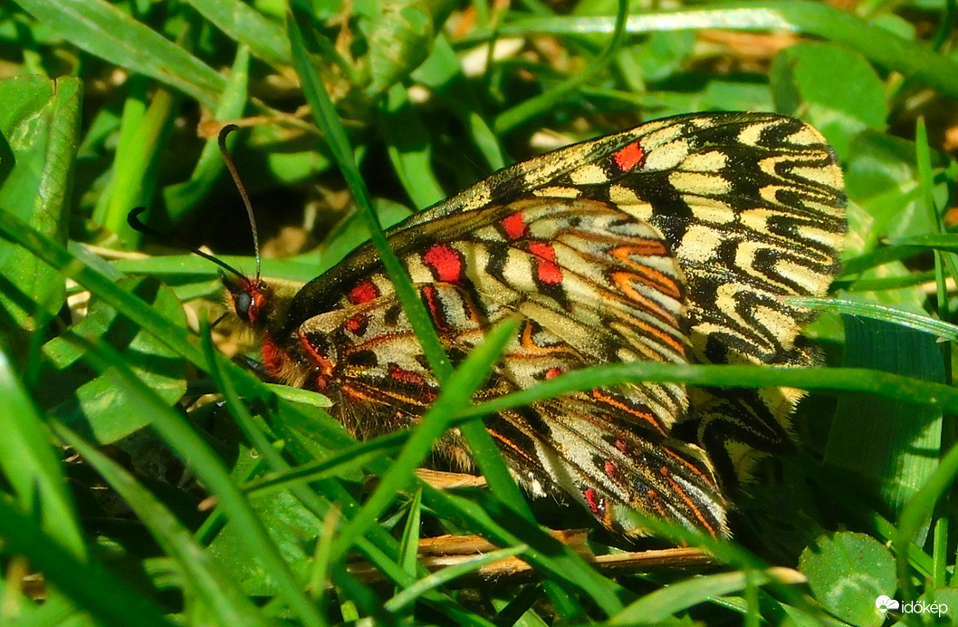 farkasalma lepke