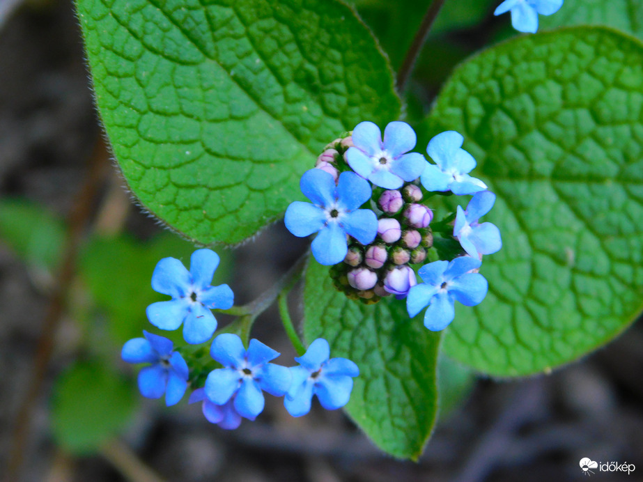 kaukázusi nefelejcs