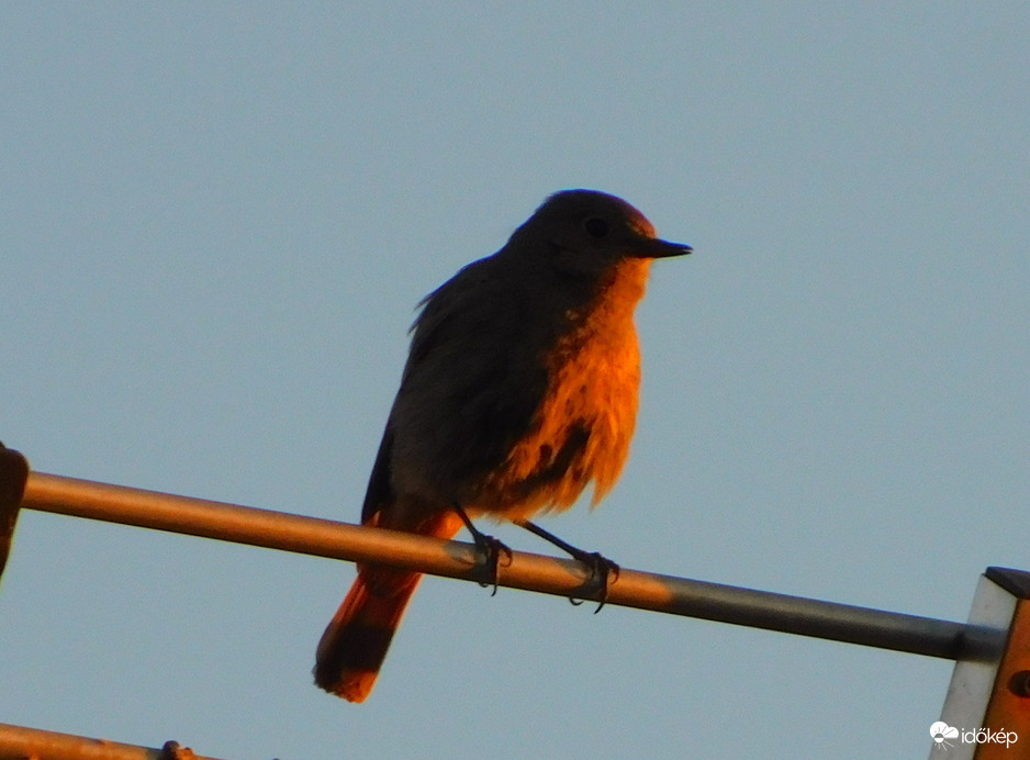 én lettem a vörösbegy, mondta a rozsdika  :)