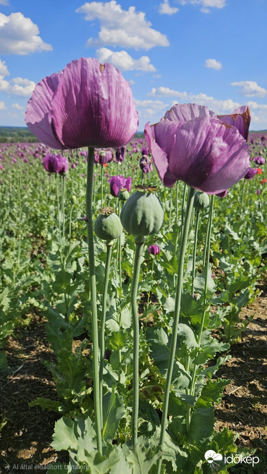 Dömös