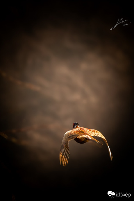 Repül a Repül a fácán!