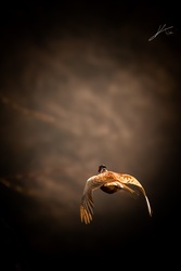 Repül a Repül a fácán!