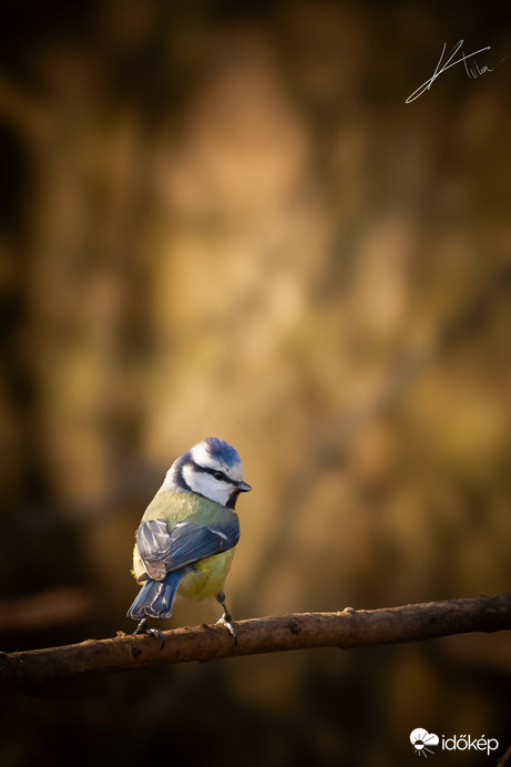 Már megint itt vagy ?