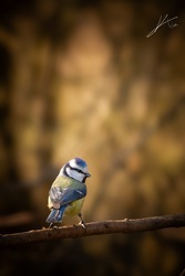 Már megint itt vagy ?