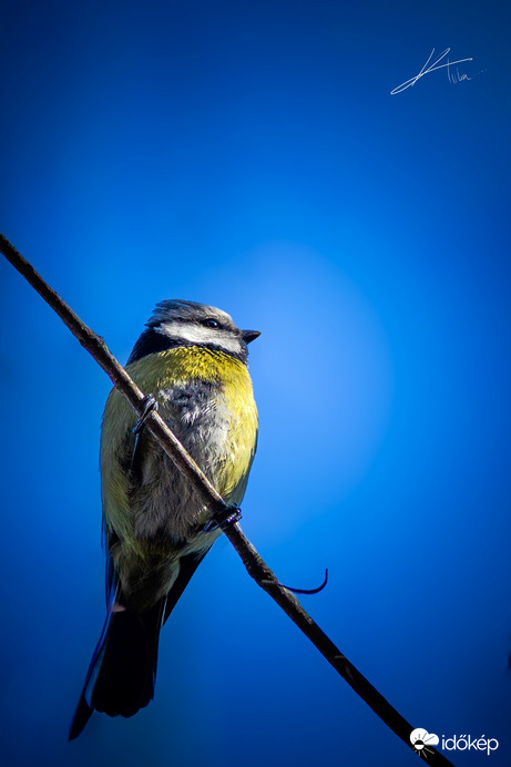 Az erdő énekese kék díszletben!