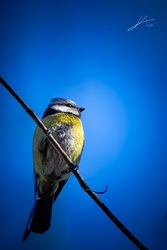 Az erdő énekese kék díszletben!