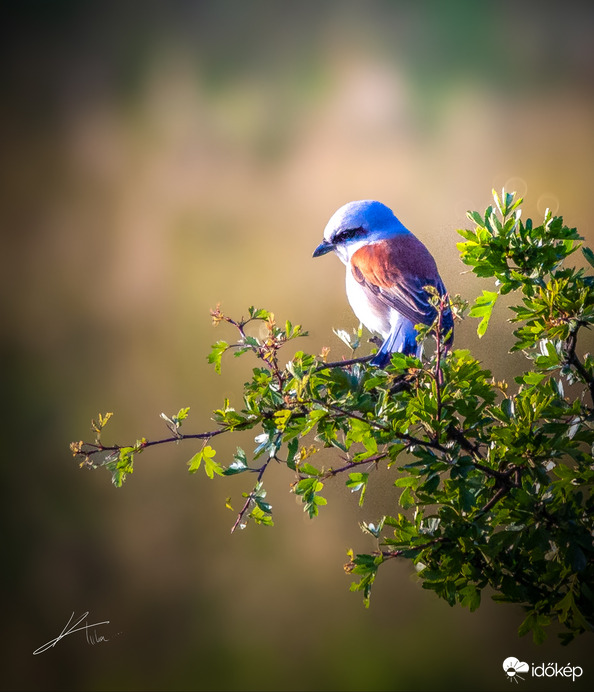 Őrszem a galagonyán!