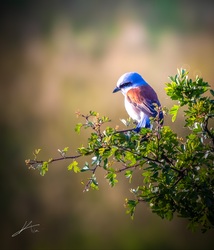 Őrszem a galagonyán!