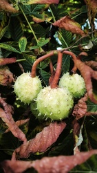 Gesztenye 
