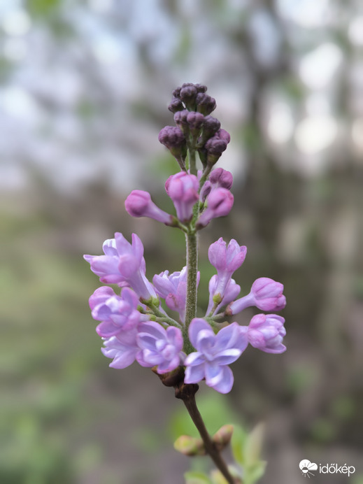 Korán nyíló orgona 