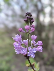 Korán nyíló orgona 