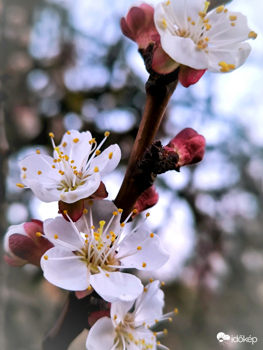 Küzdelem a fagyos reggel ellenére 