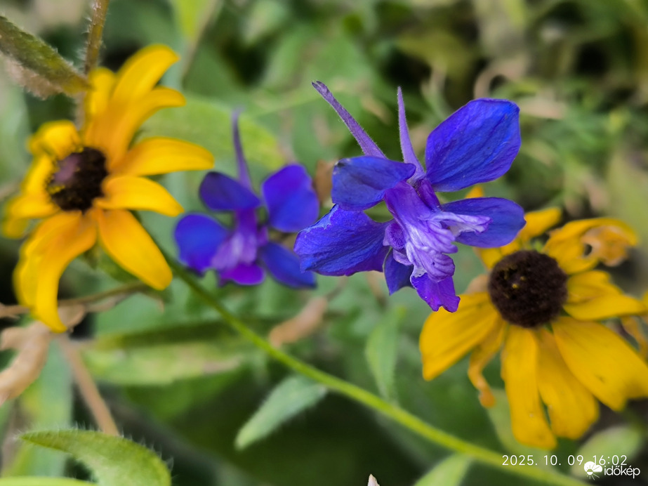 Még nyílnak.....