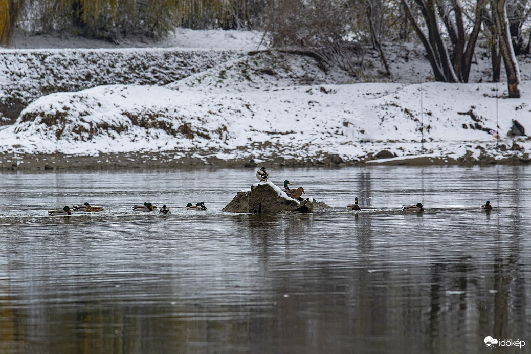 Fürdőzők a Dráván... 2025.11.23. Barcs