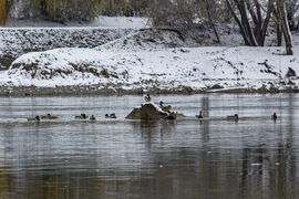 Fürdőzők a Dráván... 2025.11.23. Barcs