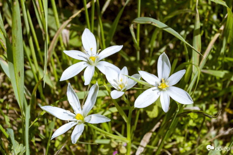 Ernyős Sárma - (Ornithogalum umbellatum)